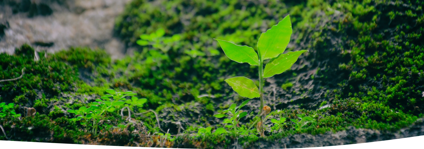 Reflections of PALO IT Thailand’s B Corp Certification Journey