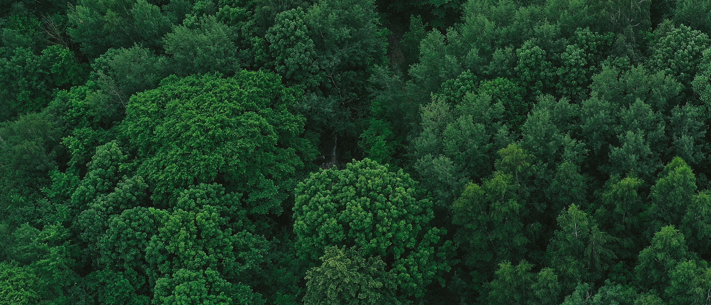 Carbon Accounting vs dMRV: What’s the Difference, and Does Your Organization Need Both?