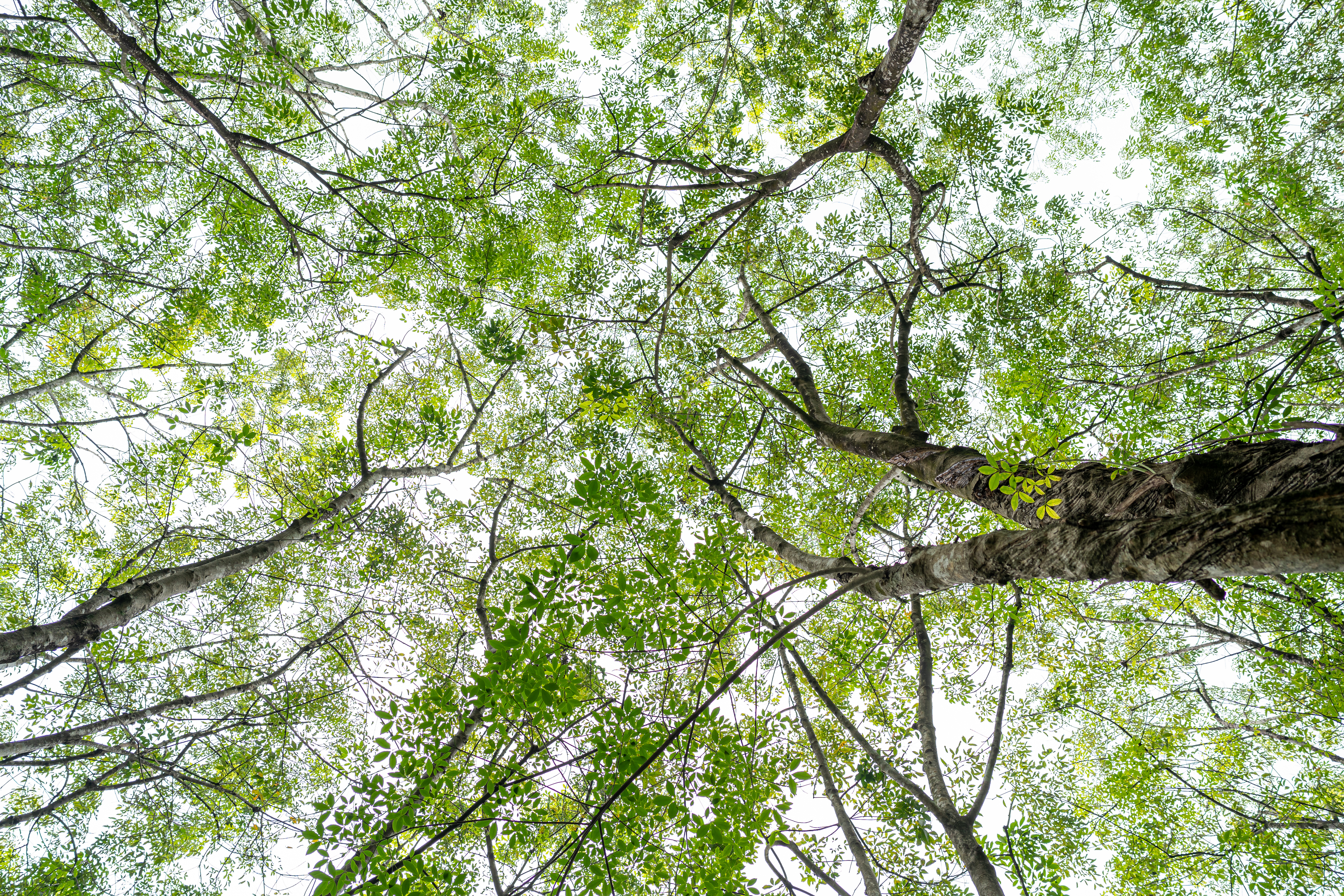 What is dMRV and why is it important to the Thai carbon market?